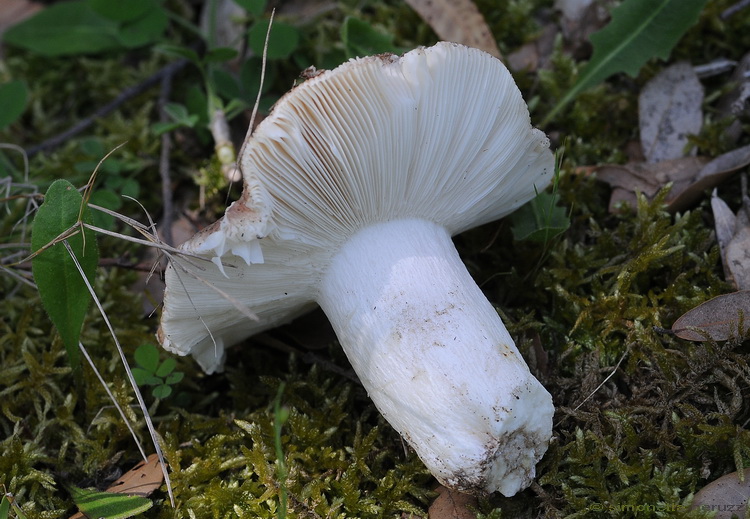 Russula vesca